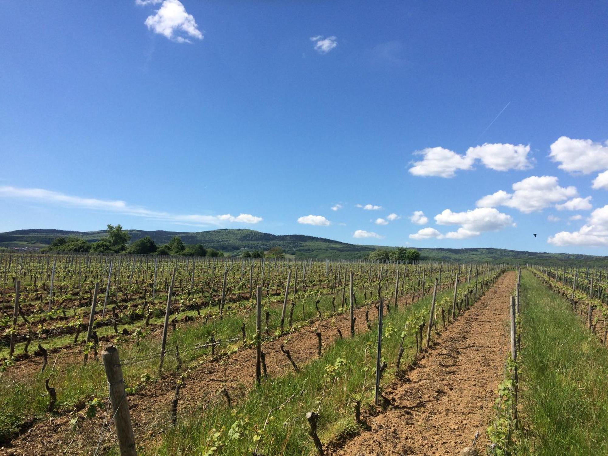 Weingut Hans Bausch Apartment Hattenheim Luaran gambar